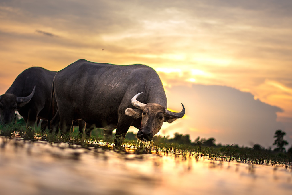 Laos vodič za održivi turizam: kako putovati odgovorno | Karlobag.eu